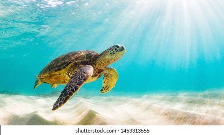 Foto der Meeresschildkröte auf der Galapagos-Insel