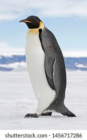 Pingüinos emperadores en el ambiente helado de la Antártida.