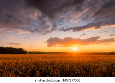 Szene des Sonnenuntergangs auf dem Feld mit jungem Roggen oder Weizen im Sommer mit einem bewölkten Himmelhintergrund. Landschaft.