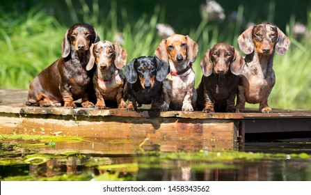 El perro salchicha de grupo se sienta junto al agua, el cachorro dachshund nada en el río