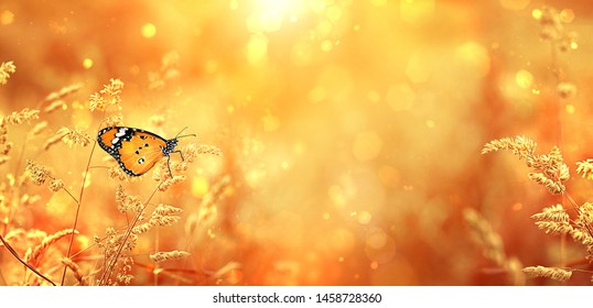 Prachtige vlinder op gouden veld weide gras, natuurlijk rustiek landschap. pastoraal artistiek beeld. Indiase zomer of herfst seizoen. kopieer ruimte