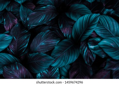 Die Blätter von Spathiphyllum cannifolium, abstrakte dunkelgrüne Oberfläche, natürlicher Hintergrund, tropische Blätter