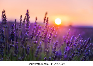 Lavendelbloemen bij zonsondergang in de Provence, Frankrijk. Macrobeeld, geringe scherptediepte