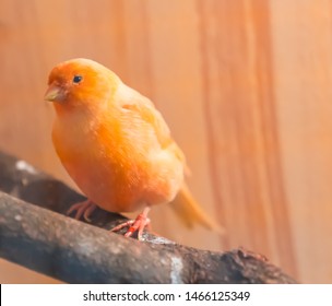 木の枝に美しいオレンジ色のカナリア鳥、ソフト フォーカス