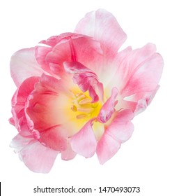 frühling rosa tulpe blüte isoliert auf weißem hintergrund nahaufnahme. Tulpe in der Luft, ohne Schatten. Ansicht von oben, flach liegend.