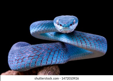 Cara de primer plano de serpiente víbora azul, serpiente víbora, azul insularis, Trimeresurus Insularis, animal closeup