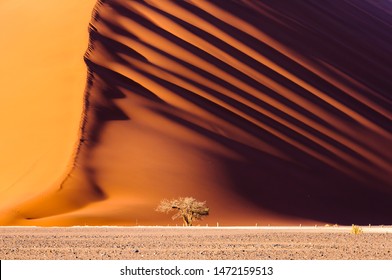 Dune 45、前に木がある 170m の赤い砂丘、ソーサス フライ、ナミビア