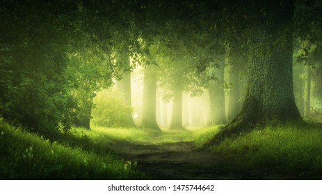 hermoso bosque mágico en la soleada vista nublada