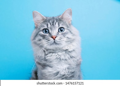 Gracioso y sonriente gatito gris atigrado con ojos azules. Retrato de un adorable gato esponjoso.
