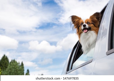 車の窓から頭を突き出す犬