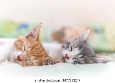 Dos lindos gatitos naranjas y grises durmiendo en una manta.