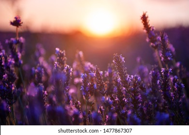 Lavendelblüten bei Sonnenuntergang in der Provence, Frankreich. Makrobild, geringe Schärfentiefe