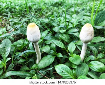 เห็ดสีขาวสองดอกที่มีพื้นหลังสีเขียว