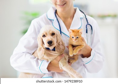Dierenarts die hond en kat onderzoekt. Puppy en kitten bij dierenarts arts. Dierenkliniek. Controle en vaccinatie van huisdieren. Gezondheidszorg.