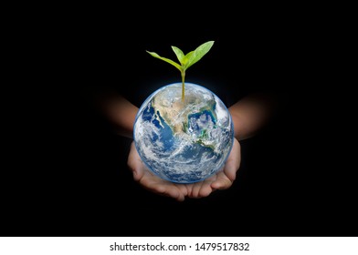 Hand holding tree growing on  globe or green planet with black background,investment concept.tree growing on coin, Business Finance concept