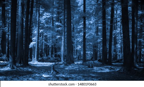 赤外線月夜の青い森