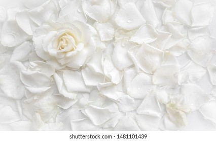 Schöne weiße Rose und Blütenblätter auf weißem Hintergrund. Ideal für Grußkarten zu Hochzeit, Geburtstag, Valentinstag, Muttertag