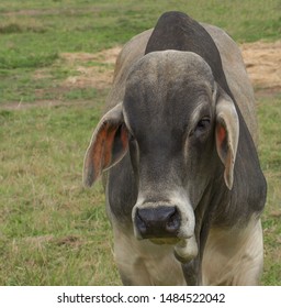 Brahman Cattle Stock Illustrations – 171 Brahman Cattle Stock  Illustrations, Vectors & Clipart - Dreamstime
