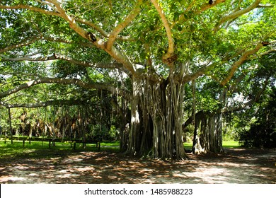 Вид на дерево баньян у парку Хай Тейлор Берч