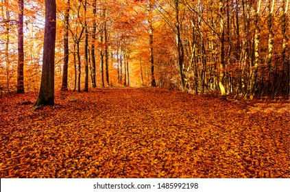 Blätter der Herbstwaldstraße fallen im November in die Bodenlandschaft auf herbstlichem Hintergrund