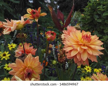 Dahlienkaktus 'Gartenparty' in leuchtend kupferoranger Farbe im Sonnenlicht. Dahlien sind Stauden aus Mexiko und Mittelamerika.