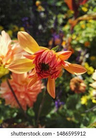 Nahaufnahme einer hellen Dahlienkaktus 'Gartenparty' in der kupferorangen Farbe. Dahlien sind Stauden aus Mexiko und Mittelamerika.
