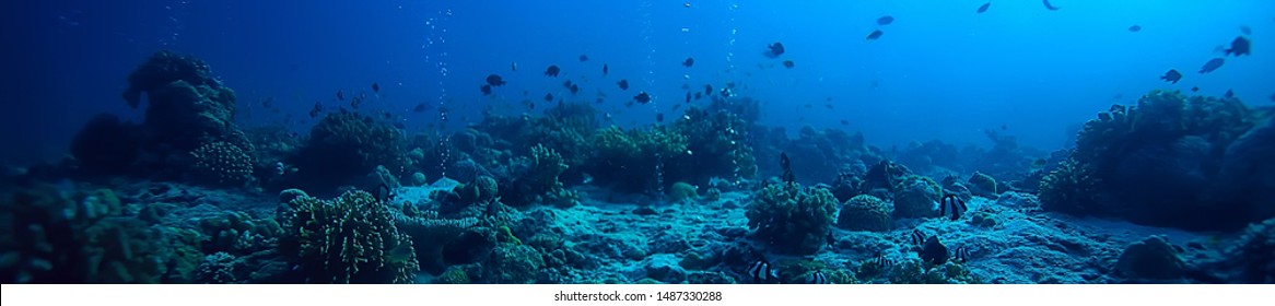 水中シーン/サンゴ礁、世界の海の野生生物の風景