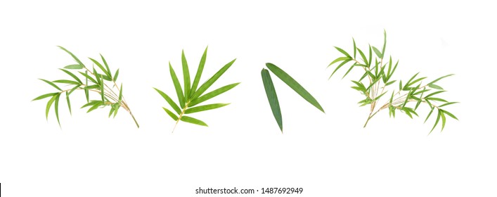 Bambusblatt isoliert auf weißem Hintergrund, Bambusblattstruktur als Hintergrund oder Tapete, chinesisches Bambusblatt, Sammlung oder Satz grüner Bambusblätter