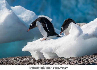 Pingüino Gentoo, en Neko Harbour, Península Antártica.