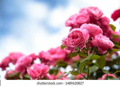 Imagen de tiro al aire libre de flor rosa