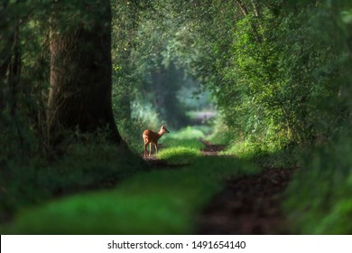 Alert roe deer on a summer forest trail.