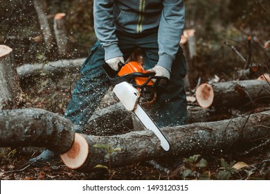 チェーンソーで木を切る男。古い木から植林地を取り除き、薪を用意します。