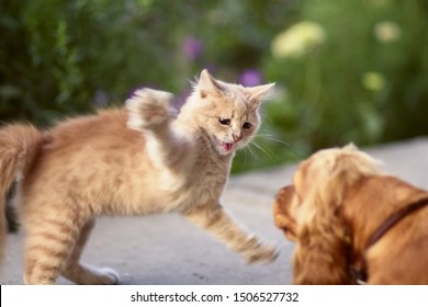 bange kat verdedigt zichzelf en valt aan, het gemberkatje boog zijn rug uit angst voor honden, dierenleven, huisdieren die buiten lopen