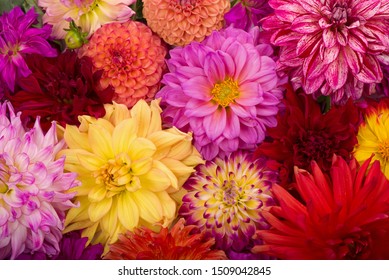 Fondo colorido agosto rojo, blanco, amarillo de la dalia. Vista de flores de dalia multicolores. Hermosas flores de dalia sobre fondo verde. Flores de verano es un género de plantas de la familia Asteracea de girasol