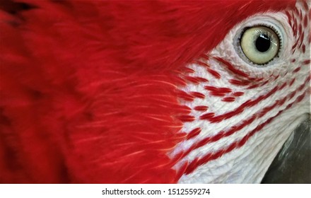 Los ojos de los guacamayos, los guacamayos rojos y verdes, también conocidos como guacamayos de alas verdes, son guacamayos grandes, en su mayoría rojos, del género Ara. Bueno para el fondo.
