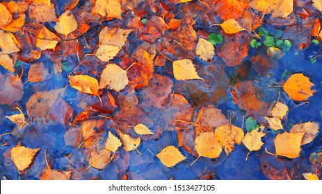 Kleurrijke herfstbladeren in het water van het vijvermeer, drijvend herfstblad. Herfst seizoen bladeren in regen plas. Zonnige herfstdag gebladerte. Oktober weer, november natuur achtergrond. Mooie weerspiegeling in het water