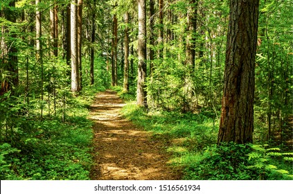 Escena del sendero del bosque. camino del bosque