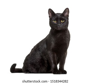白い背景に対して座っている黒い雑種の飼い猫