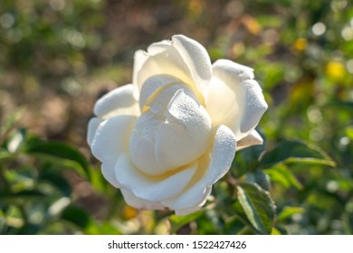 Rosa Home and Family com gotas de água no campo. Nome científico: Rosa 'Home and Family'. Cor da flor: Branco e branco misturado