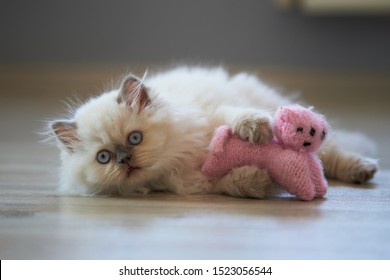 Portret van schattige baby kat model. Himalaya / Schotse Blue Point oorsprong. Witte vacht, blauwe ogen, zwarte neus.