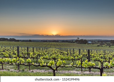 Sunset Light over Vineyards in McLaren Vale, South Australia