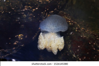Spotted jelly jellyfish are found in the Indo-Pacific sea with characteristics of 10 cm long and 7 cm in diameter with short tentacles and a weak sting.