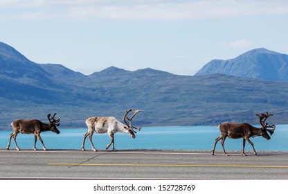 rena na Noruega