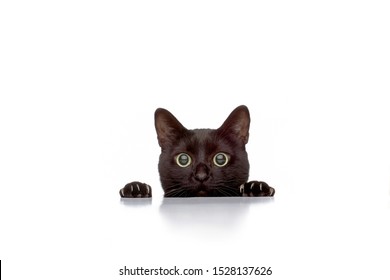 かくれんぼをしている好奇心旺盛な黒猫マオ