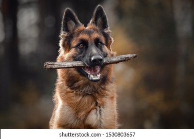 close portrait of beautiful young long haired female german shepherd dog running with stick on the road in daytime in autumn forest