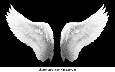 white wing isolated