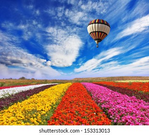 Ladang pedesaan multi-warna yang elegan dengan bunga. Di atas lapangan balon udara besar terbang