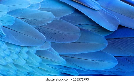 青と金のコンゴウインコの翼の羽