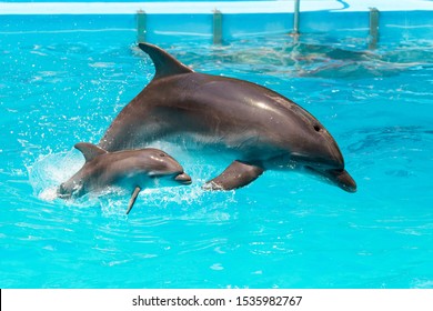 Ein charmantes Delphinbaby schwimmt mit seiner Mutter Delphin im Pool. Zwei Delfine, die sich zusammen freuen. Delphin mit Jungtier schwimmen im Pool