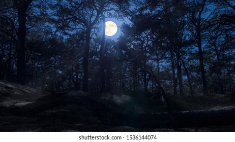 La luna llena sobre un bosque en la isla alemana del Mar Báltico Ruegen envía su luz a través de los árboles. En primer plano hay un gran tronco de árbol.